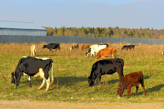 herd of cows grazing near a farm, forest, meadow, sky