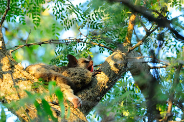 Bushbabies sleeping in a tree