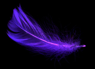 Blue feather on a black background