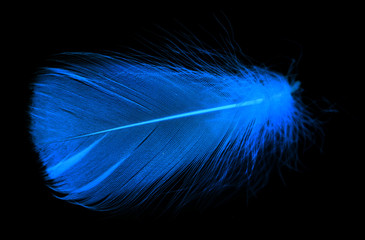 Obraz premium Blue feather on a black background