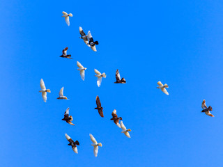 A flock of pigeons in flight against the blue sky
