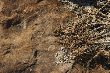 Dried grass