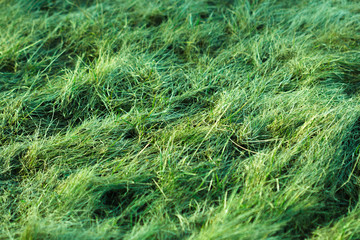Soft green grass. Spring meadow.