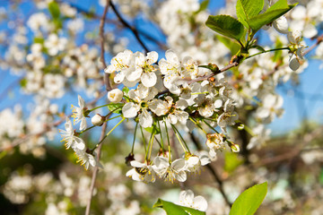 cherry twig in bloom on blue sky background