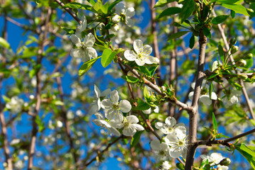 cherry twig in bloom on blue sky background