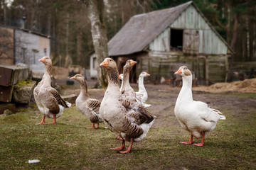 Geese in a rural yard