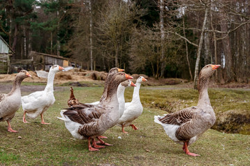 Obraz premium Geese in a rural yard