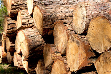 Bunch of felled and cut trees. Piled pine trunks