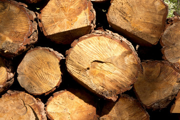 Naklejka premium Bunch of felled and cut trees. Piled pine trunks