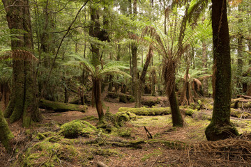 Julius River Rainforest, Tasmania