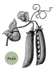 Peas branch hand drawing vintage engraving illustration