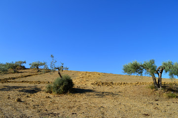 Beautiful Sicilian Landscape with Olive Trees in the Foreground, Italy, Europe