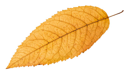 back side of fallen yellow leaf of ash tree
