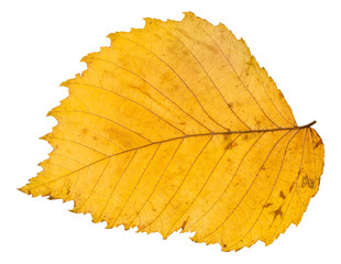 back side of yellow autumn leaf of elm tree - obrazy, fototapety, plakaty