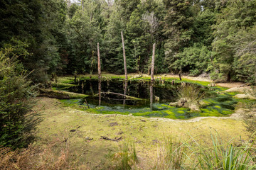 The sinkhole, Tarkine Drive, Tasmania