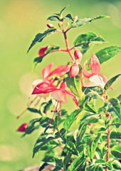 red fuchsia flowers