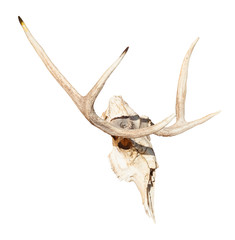 side view of skull of young moose animal isolated