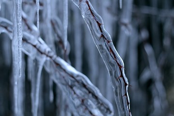 Icicles on a frozen tree unique winter frozen