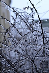 Icicles on a frozen tree unique winter frozen