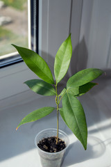 Lychee seedling growing on window sill as indoor plant