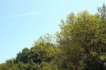 Green woods, blues skies unique interesting happy sun light