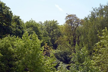Green woods, blues skies sun light happy summer