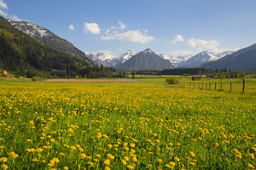 Allgäu - Oberstdorf - Berge - Frühling - Löwenzahn © Dominik Ultes