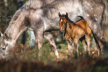 Wild foal with mother