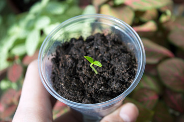 Gardener's hand holding plastic pot with planting material for spring, small seedling of pepper close up
