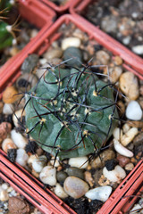 Close up of potted Gymnocalycium vatteri v. altautine growing on window sill in cacti collection