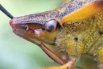 La cimice