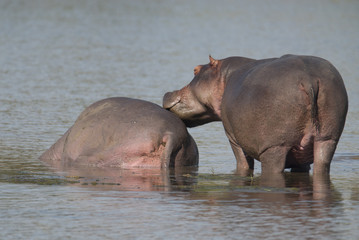 Playing Hippopotamus , Kruger National Park , Africa