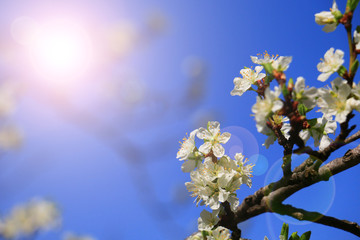 beautiful cherry blossom
