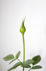Flower bud of dwarf rose on white background, beautiful houseplant and symbol of love