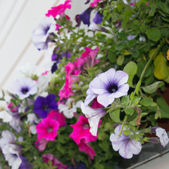 Outdoor window decoration: white and pink petunias blooming in summer