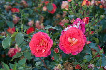 Double coral ombre flower of garden floribunda rose Midsummer Tantau blooming in summer park