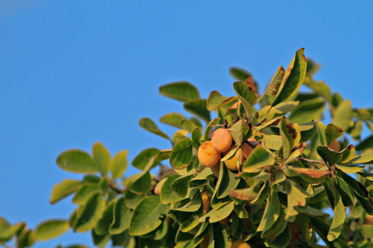 plum tree branch