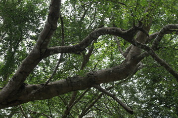 Fototapeta premium tree in the forest