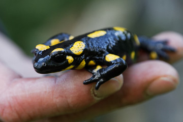 Fire salamander (Salamandra salamandra) on a hand