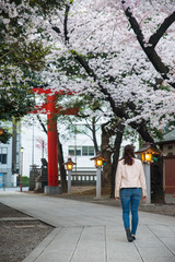A woman walking under cherry blossoms in Japan