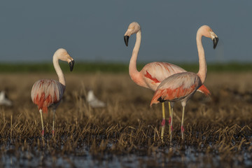 Fototapeta premium Flamingos, Patagonia Argentina