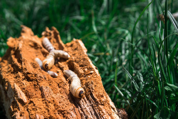 Obraz premium Big roundheaded borers woodcutter (Cerambycidae), larva of the Longhorned Beetle, construction wooden beams destroyed by insect attack, disease of the tree, pests of wood
