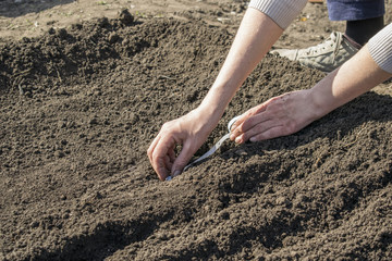 planting plants on a bed, hands closeup