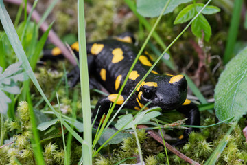 Fire salamander (Salamandra salamandra) in a nature