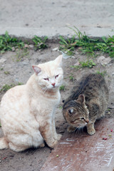 Two hungry homeless cats.