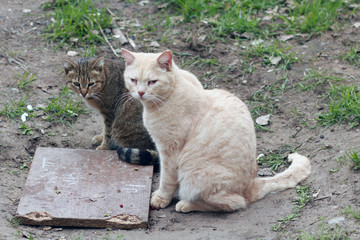 Fototapeta na wymiar Two hungry homeless cats.