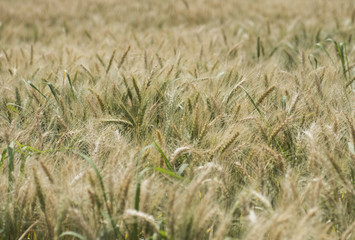 Field of wheat growing in rural farm meadow