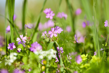 summer meadow with flowers