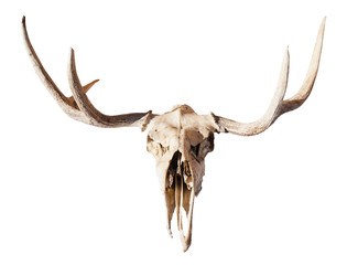 Obraz premium front view of skull of young moose animal isolated