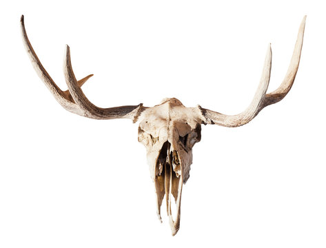 front view of skull of young moose animal isolated